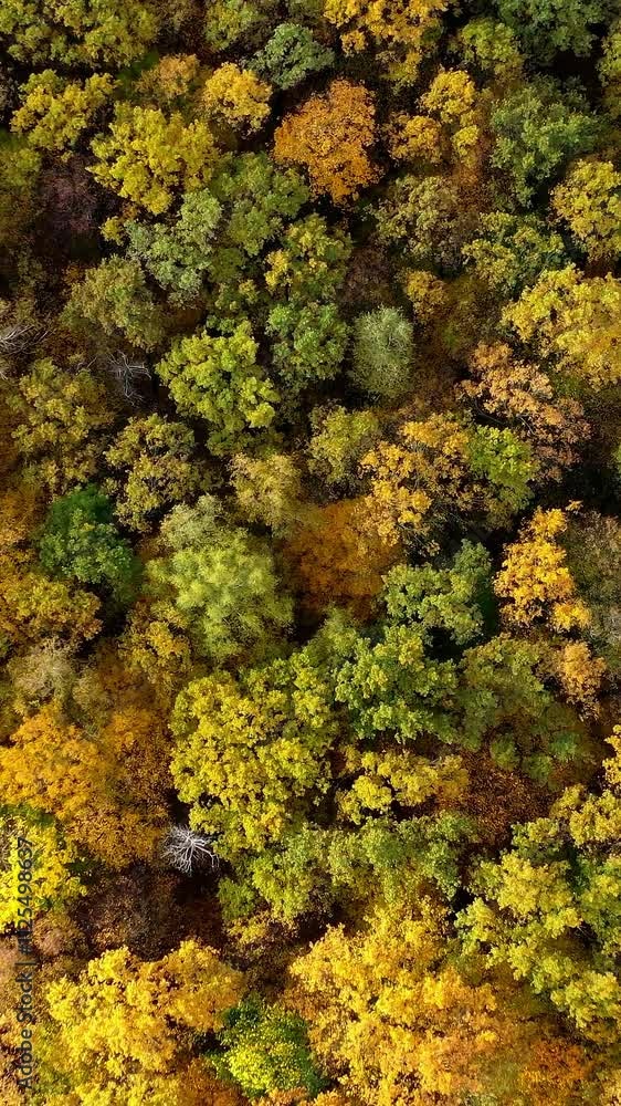 Motion camera view of the forest at fall. Drone flying over colorful trees in autumn season. Amazing nature scenery. Aerial view. Vertical video Motion camera view of the forest at fall. Drone flying over colorful trees in autumn season. Amazing nature scenery. Aerial view. Vertical video