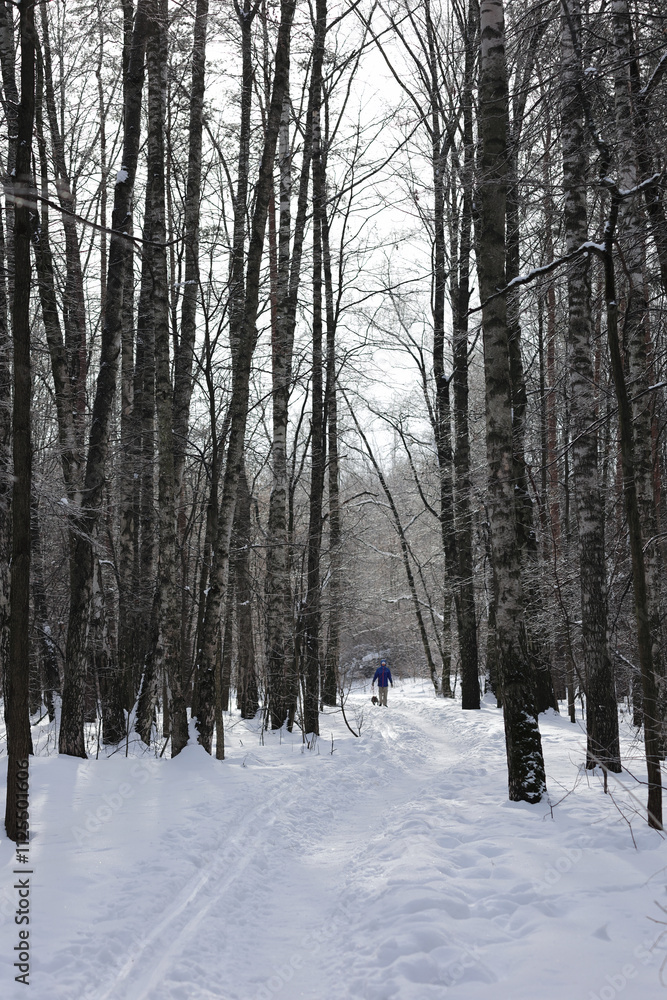 Naklejka premium A Person Walks Alone Down A Snow-Covered Path In A Serene Forest, Surrounded By Tall Trees. The Bare Branches And Fresh Snow Create A Peaceful Winter Landscape.