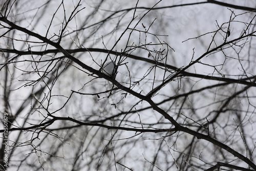 A Close-Up View Of Bare Branches Intricately Intertwined Against A Cloudy Winter Sky, Embodying The Essence Of The Serene Winter Season And Nature's Beauty.