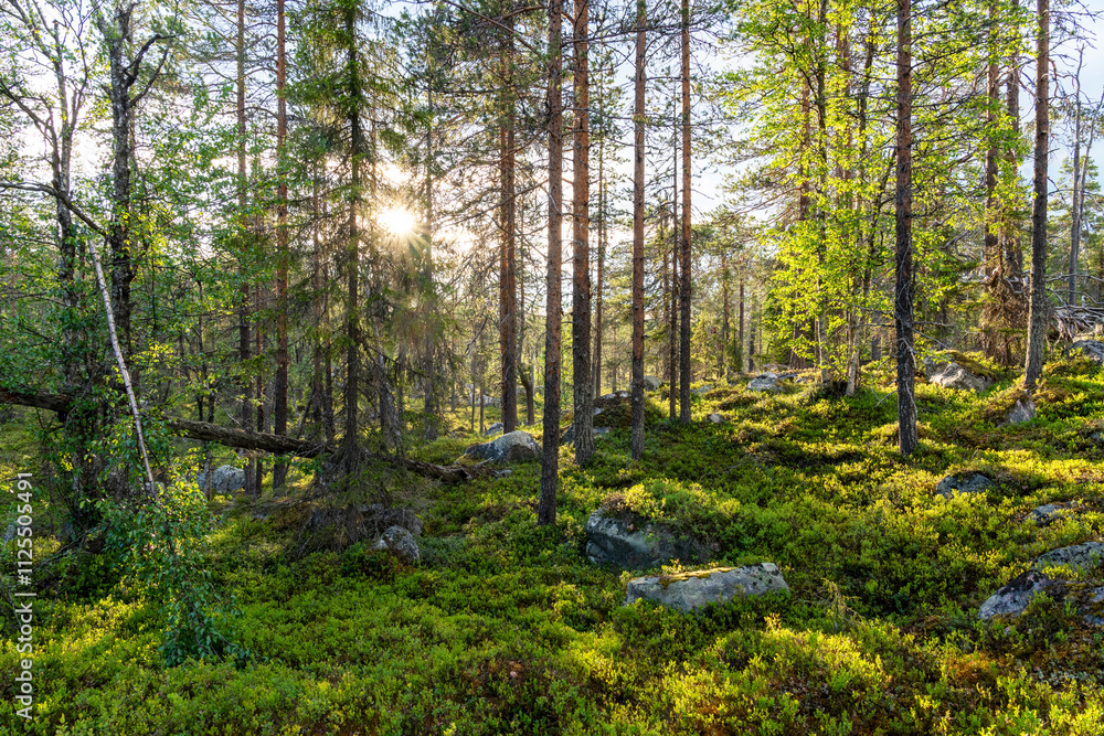A coniferous forest with a lot of rocks on the ground during a summer evening in Salla National Park, Northern Finland A coniferous forest with a lot of rocks on the ground during a summer evening in Salla National Park, Northern Finland