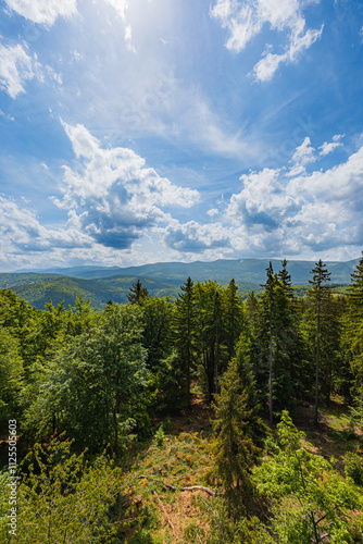 Scenic Mountain View in Lush Forest