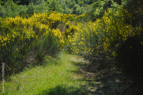 Canvas Print Yellow flowers growing in the fields outside of Montone, Umbria, Italy