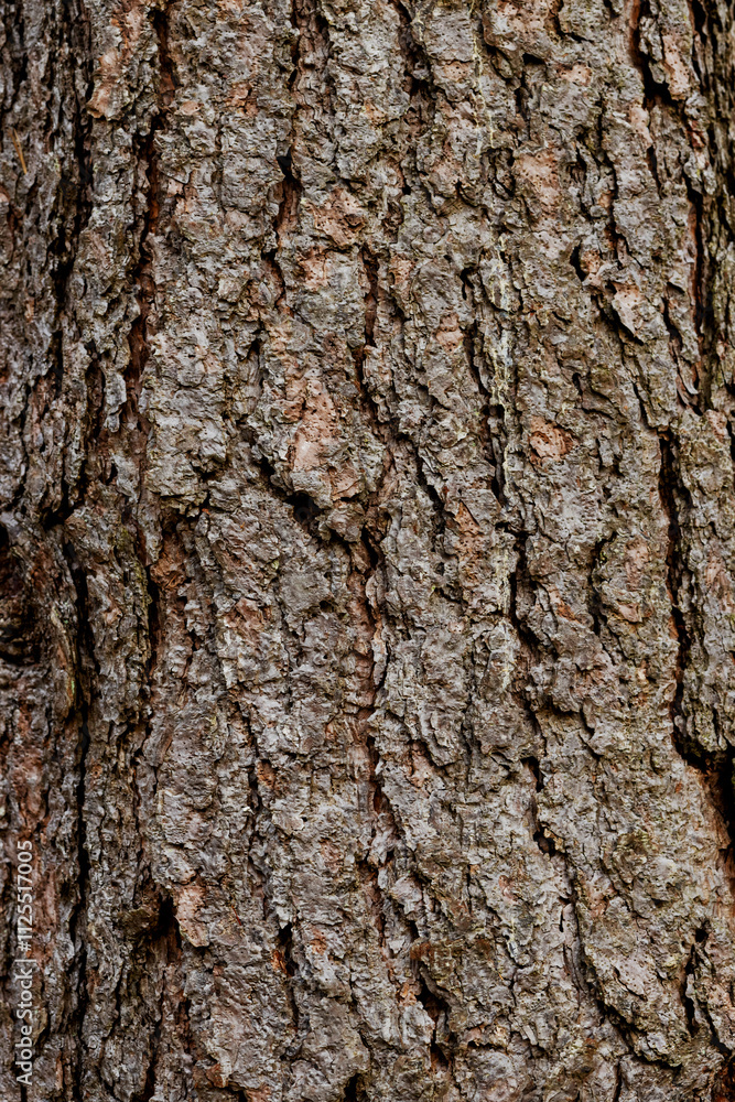 Abstract background of textured brown tree bark. Loft Abstract background of textured brown tree bark. Loft