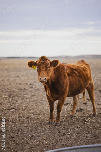 Red angus cow in pasture in rural Kansas 