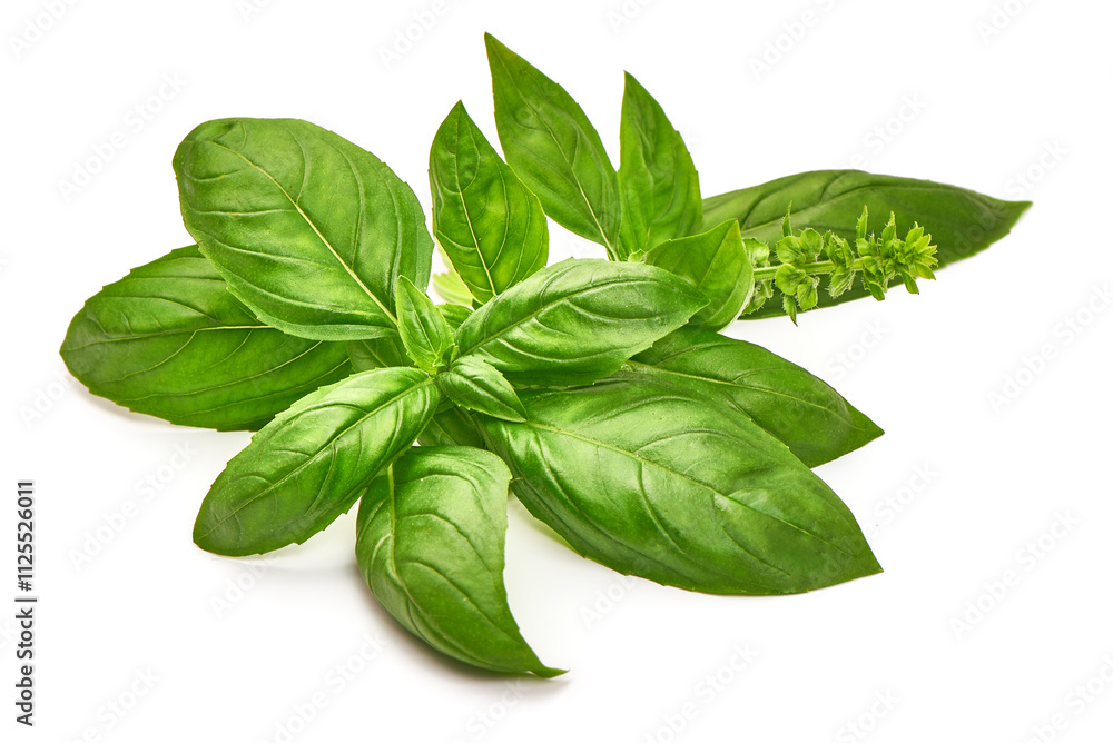 Fresh green Basil leaves, isolated on white background. Fresh green Basil leaves, isolated on white background.