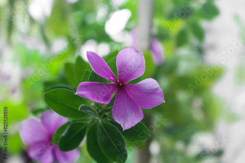 The scientific name of this ornamental plant is Caranthus roseus or in Indonesia many people also call it sindaporapor and tapak dara, this plant is widely used as an ornamental plant.