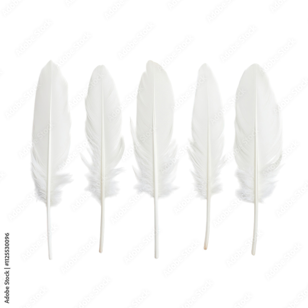 PNG of Five elegant white feathers arranged in a line with soft and delicate textures on transparent background PNG of Five elegant white feathers arranged in a line with soft and delicate textures on transparent background