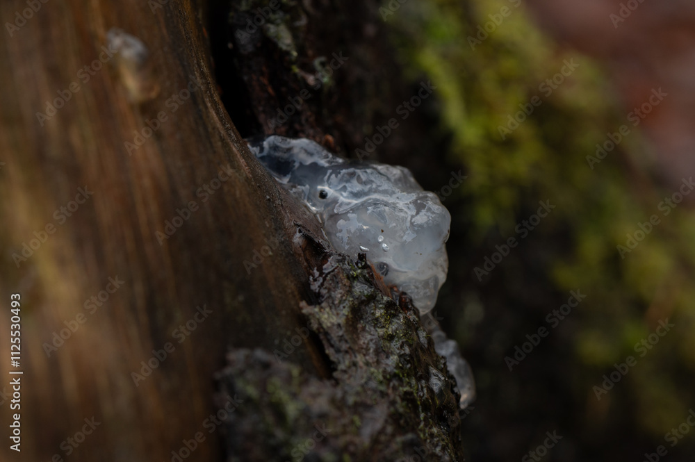 close-up of a crystal brain mushroom on top of a tree trunk close-up of a crystal brain mushroom on top of a tree trunk