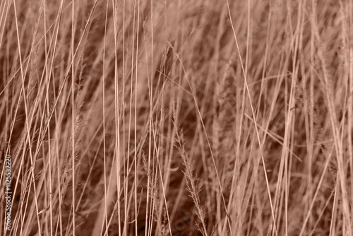 Obraz na płótnie Dry grass texture background. Autumn mood pattern and backdrop. Boho style. Pantone 2025 Color of the Year Mocha Mousse w salonie