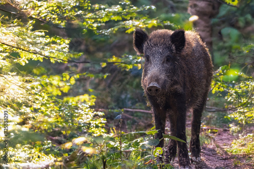 Junger Frischling im Herbstwald photo