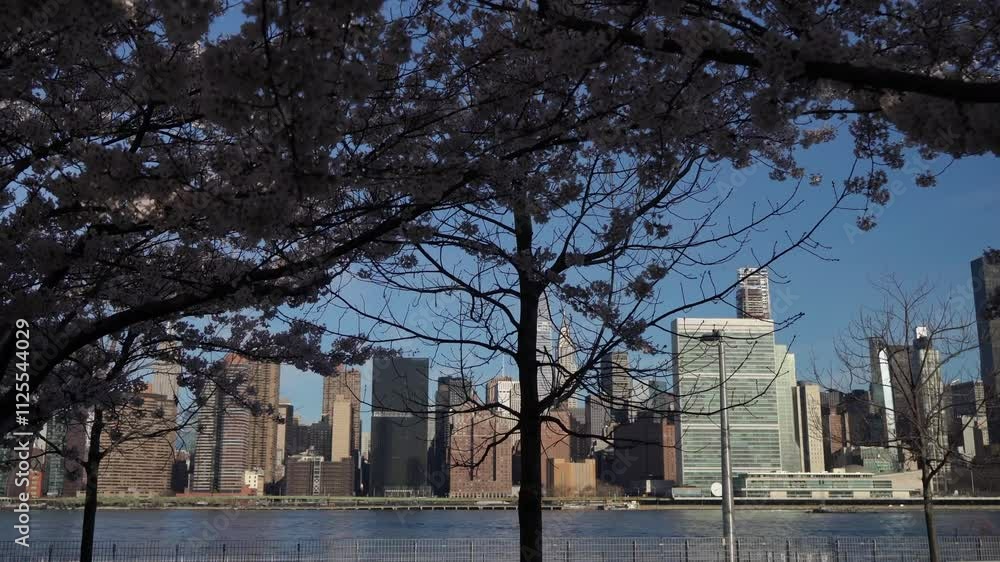 Enjoy stunning view of New York City skyline beautifully framed cherry blossoms Enjoy stunning view of New York City skyline beautifully framed cherry blossoms