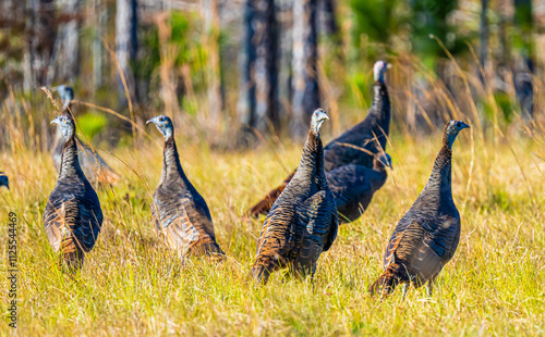 Wild Turkey Flock photo