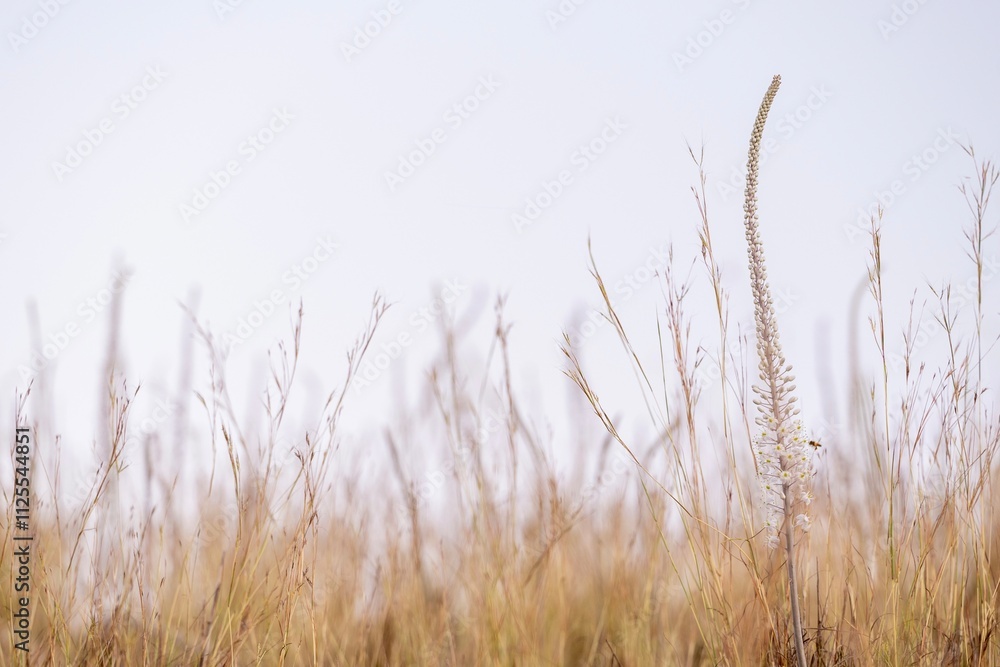 Fototapeta premium Wildflower Blooming in a Field of Grass Against Clear Sky