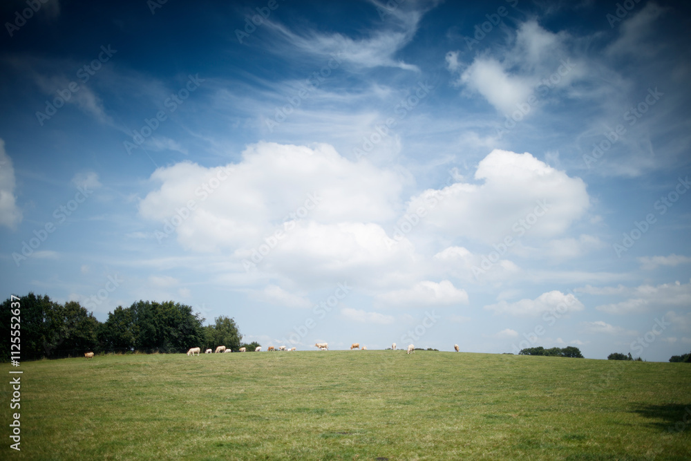 A grassy field with grazing cattle under a partly cloudy sky. Rural landscape scene. A grassy field with grazing cattle under a partly cloudy sky. Rural landscape scene.