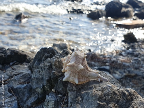 sea shell on the rocks
