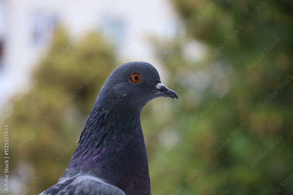 Fototapeta premium Pigeon closeup portrait, grey bird, animal head in close up