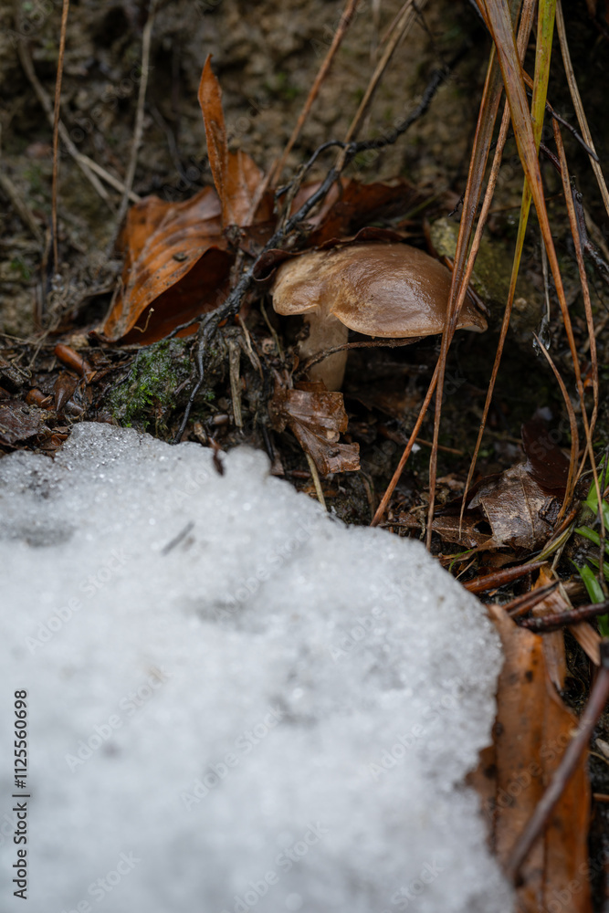 A mushroom growing on the ground near the snow.
A mushroom growing on the ground near the snow.