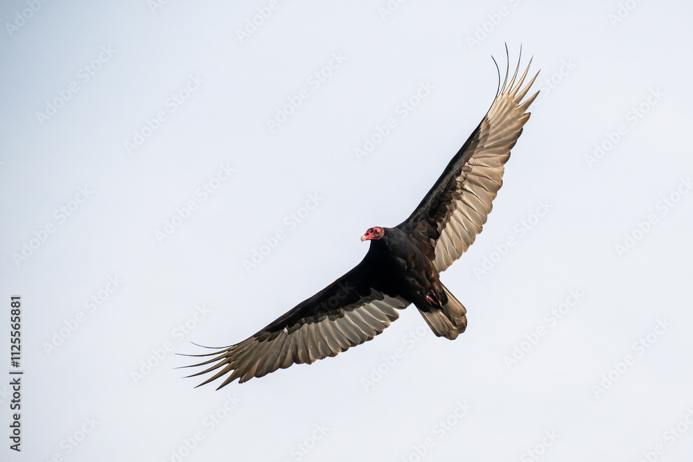 Obraz premium Turkey vulture in flight