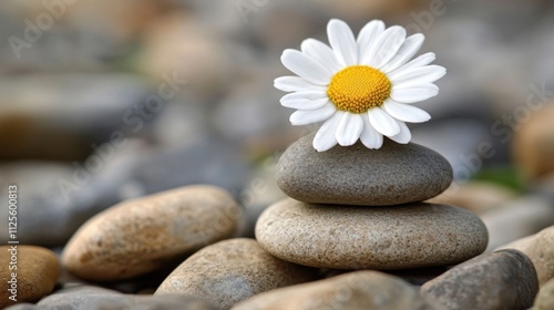 Rounded stones with a white daisy on top, symbolizing peace, serenity, and tranquility. A minimalist composition evoking harmony and natural beauty