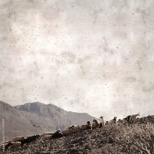 textured stylish old paper background, square, with landscape of Gran Canaria with goats and sheep
 photo