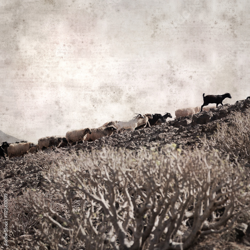 textured stylish old paper background, square, with landscape of Gran Canaria with goats and sheep
 photo