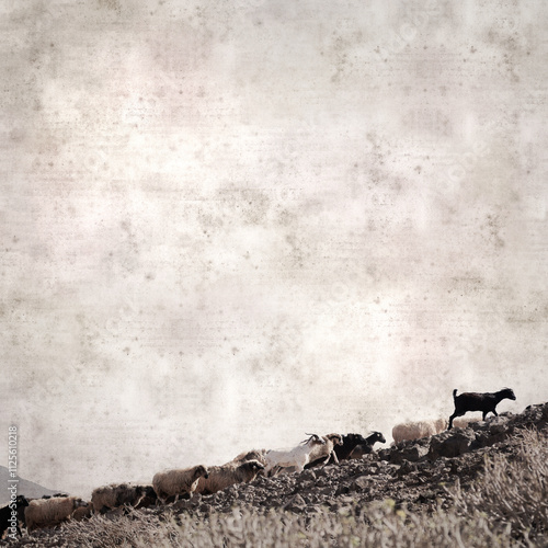 textured stylish old paper background, square, with landscape of Gran Canaria with goats and sheep
 photo