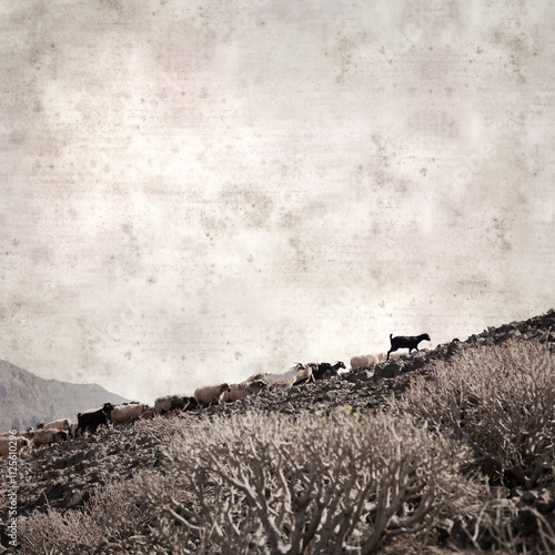 textured stylish old paper background, square, with landscape of Gran Canaria with goats and sheep
 photo