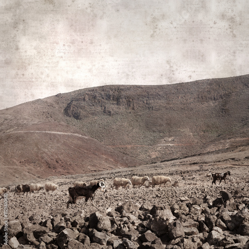 textured stylish old paper background, square, with landscape of Gran Canaria with goats and sheep
 photo