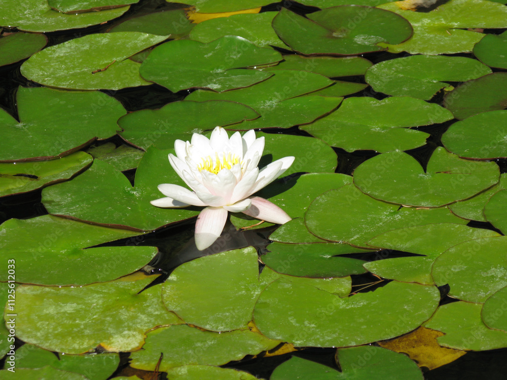 Summer time. The white Water Lily in the pond Summer time. The white Water Lily in the pond