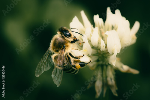 Biene an weißem Klee