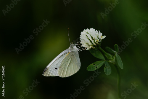 Schmetterling an weißem Klee