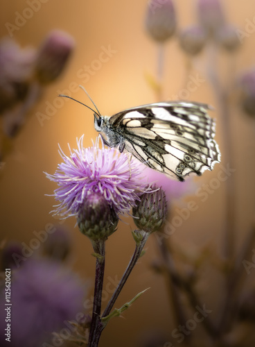 Schmetterling auf lila Wildblume