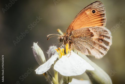 Schmetterling an weißer Blüte