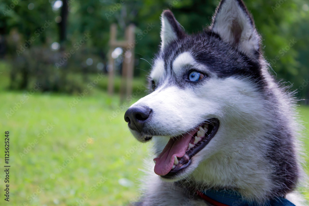 Siberian husky enjoying a sunny day in the park with bright blue eyes and lush green grass Siberian husky enjoying a sunny day in the park with bright blue eyes and lush green grass