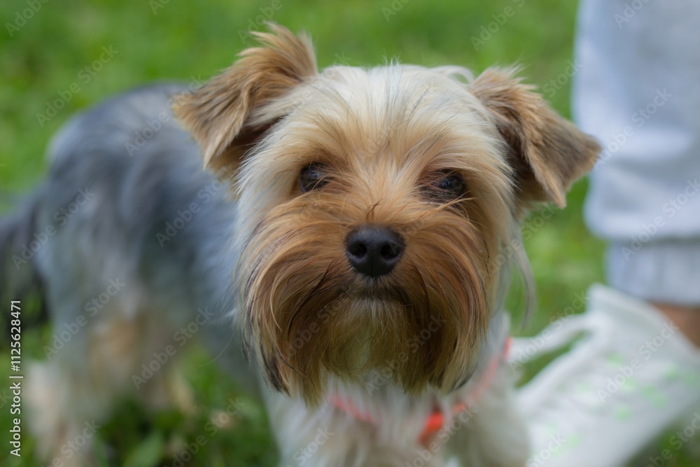 Cute Yorkshire Terrier standing on grass beside its owner during a sunny day Cute Yorkshire Terrier standing on grass beside its owner during a sunny day