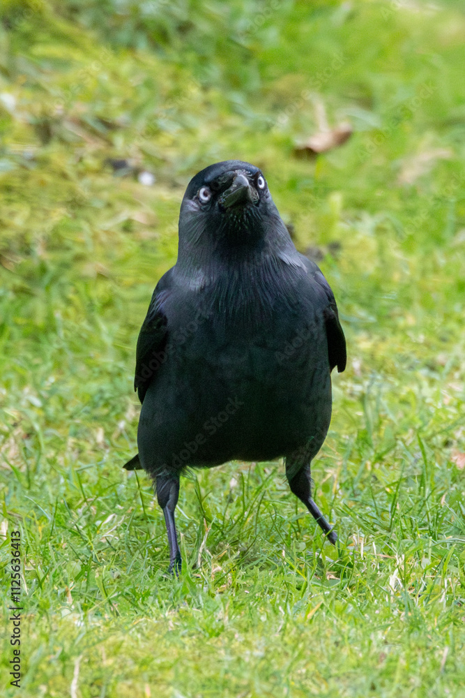 Corvid Jackdaw. Mid sized crow close up Corvid Jackdaw. Mid sized crow close up