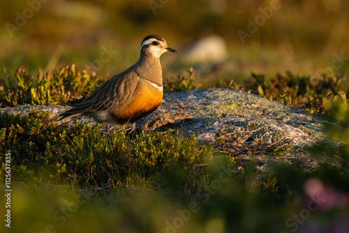 Watchful Eurasian dotterel standing in low vegetation on during a summery midnight on a fell in Urho Kekkonen National Park, Northern Finland photo