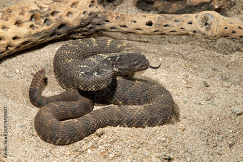 Fotografía Arizona Black Rattlesnake, Crotalus cerberus, venomous pit viper, Arizona,