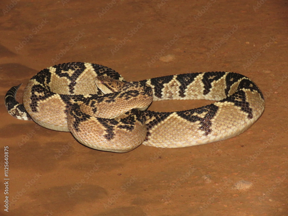 South American bushmaster (Lachesis muta) on the road in the north of Mato Grosso, Brazilian Amazon. Surucucu no meio da estrada South American bushmaster (Lachesis muta) on the road in the north of Mato Grosso, Brazilian Amazon. Surucucu no meio da estrada