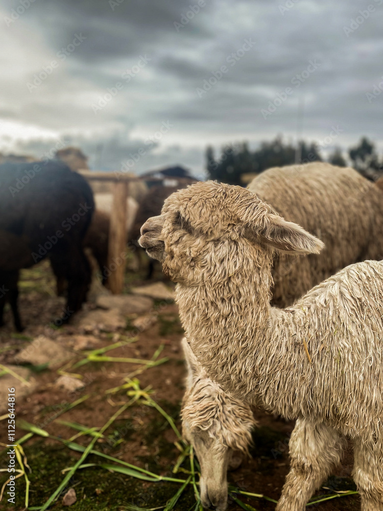 Curious Llama with Friends in the Peruvian Highlands Curious Llama with Friends in the Peruvian Highlands