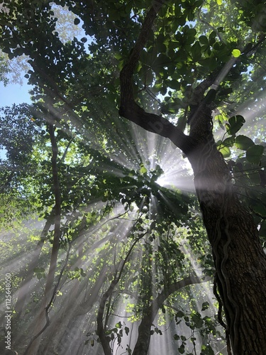 Jungle View with Sunbeams Shining Through the Tree Canopy