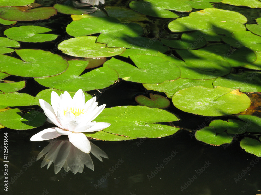 The white Water Lily in the pond The white Water Lily in the pond