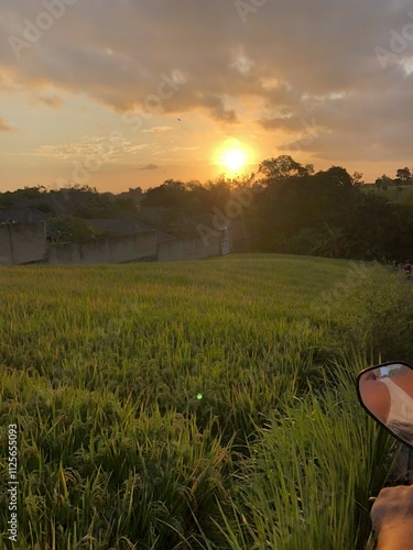 Rice Fields at Sunset in Indonesia
