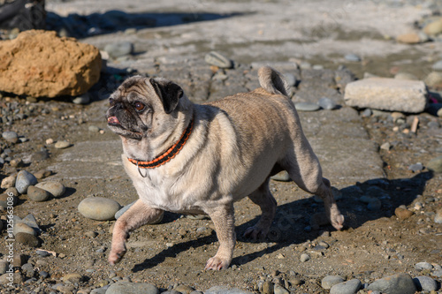 Playful pug explores the rocky beach under the warm sun on a bright afternoon