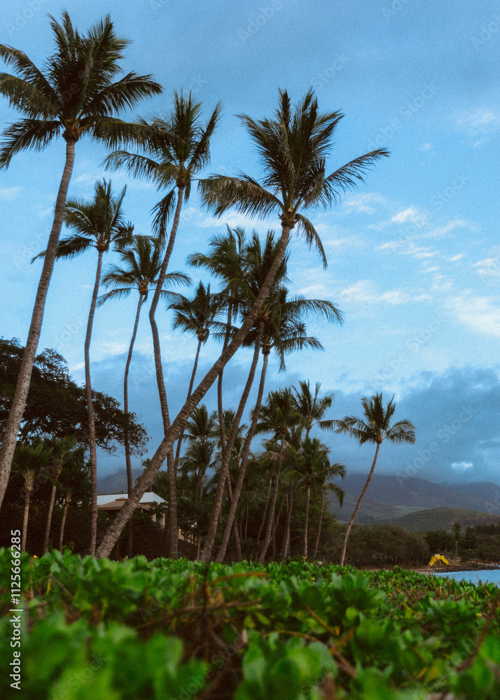 Obraz premium palm tree #4