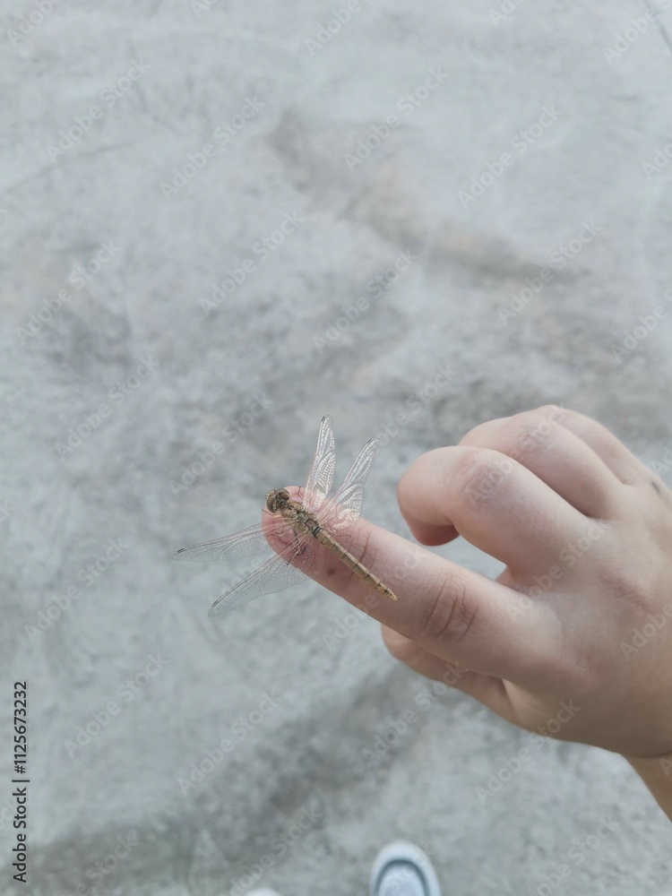 Obraz premium Líbelula en proceso de metamorfosis