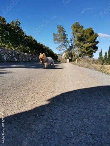 Perro corriendo feliz