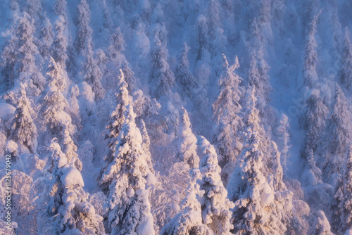 A Northern forest covered with snow and heavy frost during a cold and misty winter evening in Valtavaara near Kuusamo, Northern Finland photo