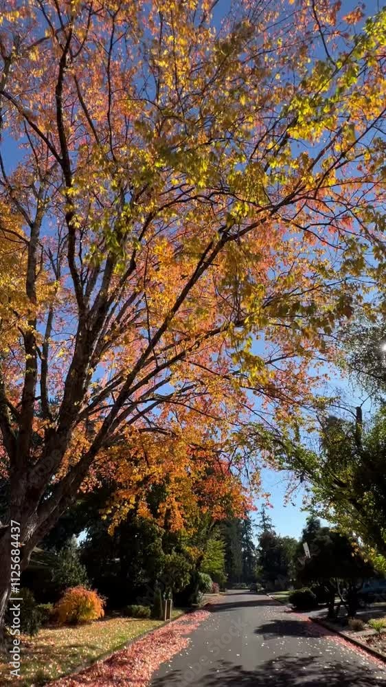 Autumn tree in breeze