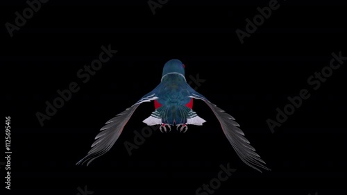 Cuban Trogon Colorful Central American Bird - Flying Loop - Aerial Back Close Up View - Alpha Channel - Realistic 3D animation isolated on transparent background photo